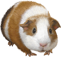 a cute guinea pig